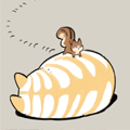 松鼠和野猫！